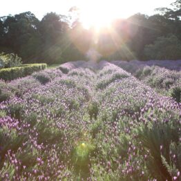 6079c8cf-d344-4031-8c84-d4ee4d75552f